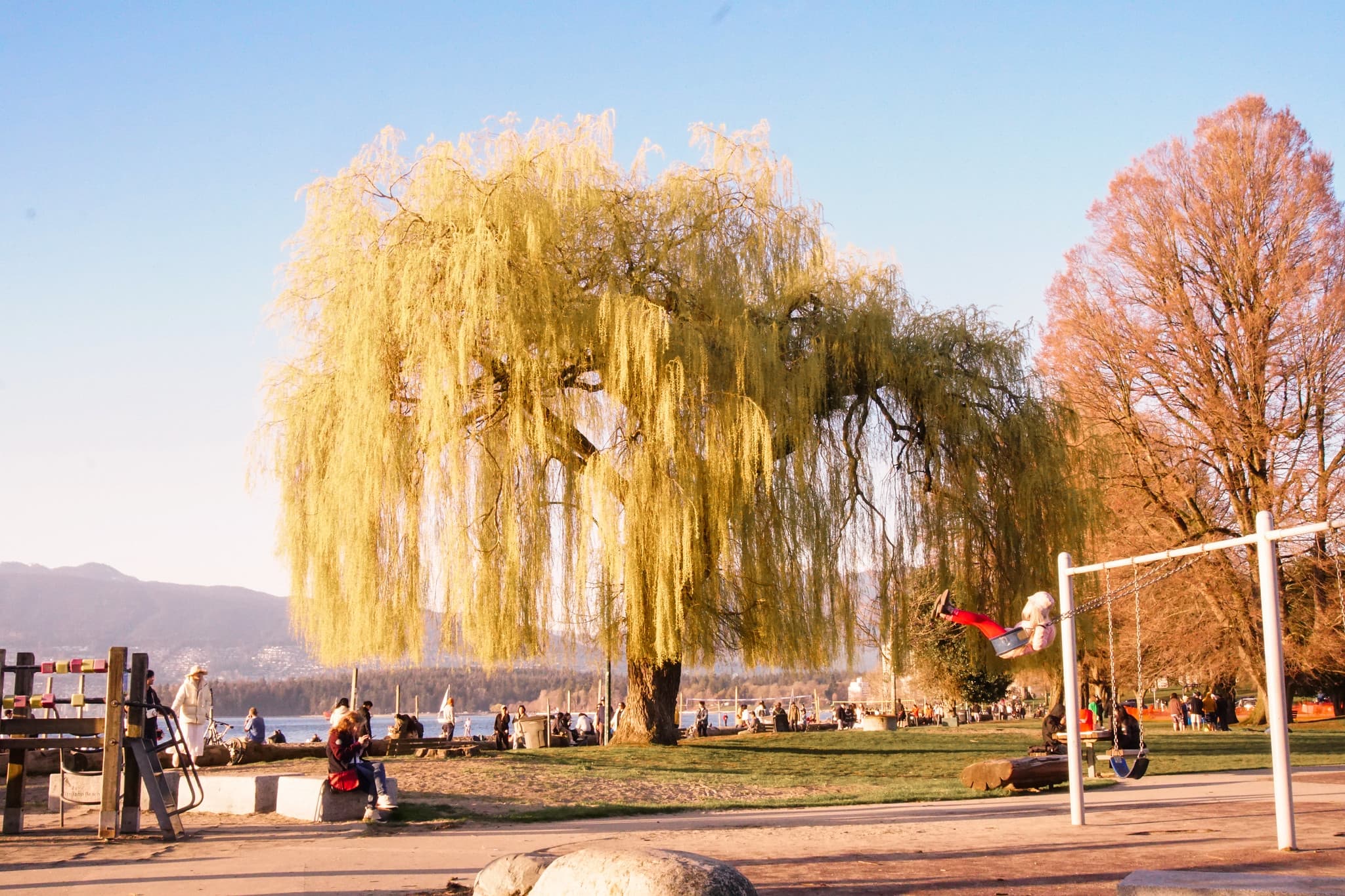RKS33 - willow tree at dusk - 2024