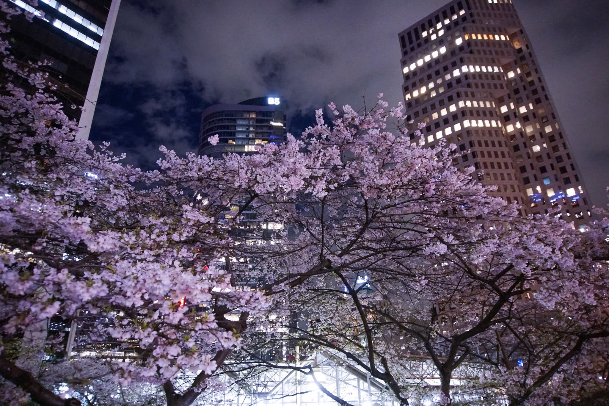 RKS47 - sakura and architecture - 2024